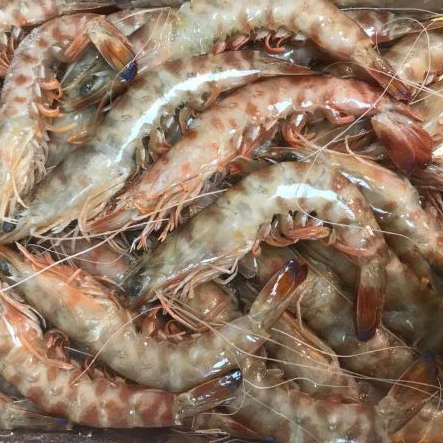Langostino fresco