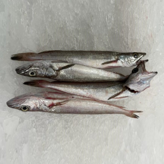 Pescadilla