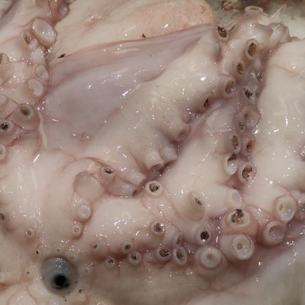 Pulpo