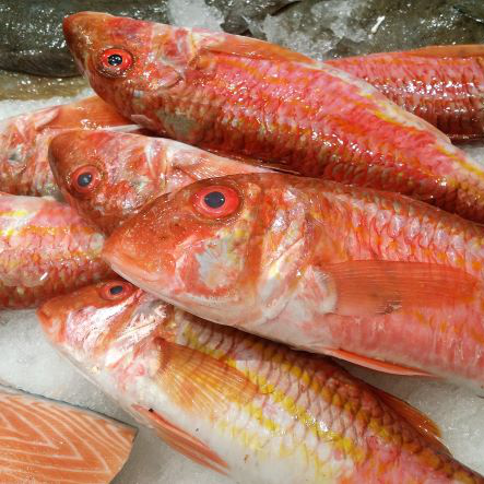 Salmonete de roca