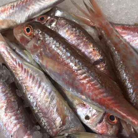 Salmonete