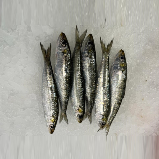 Sardina
