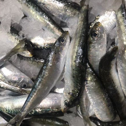 Sardina