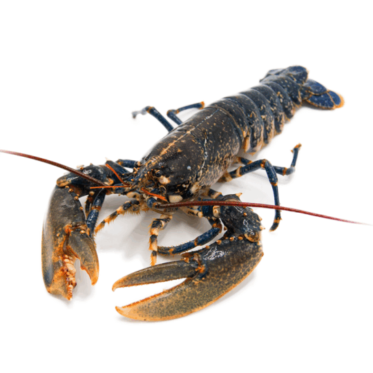 Bogavante (pieza 1/2 kg Aprox.)