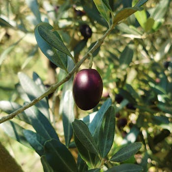 Oliva morada