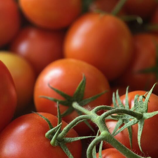 Tomate De Penjar