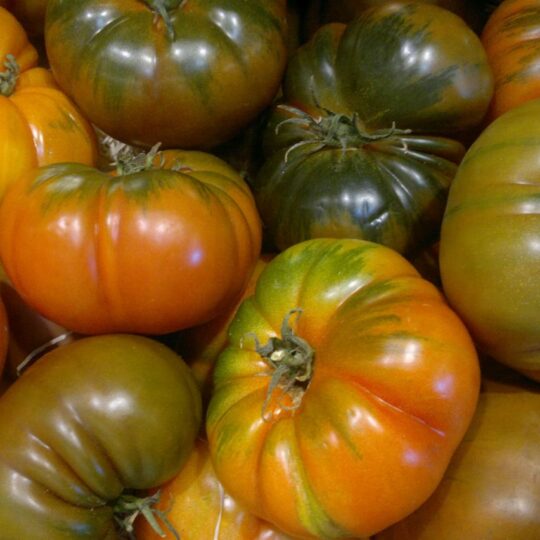 Tomate Raff