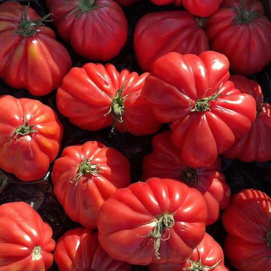 Tomate Rosa