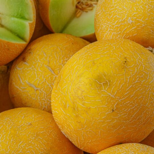 Melon
