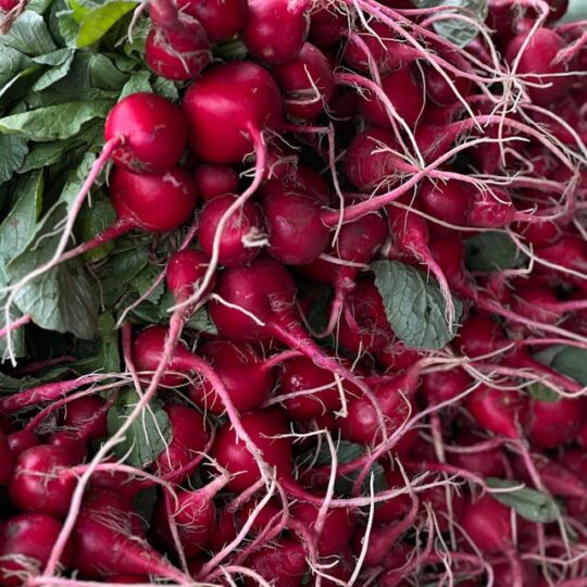 Rabanitos
